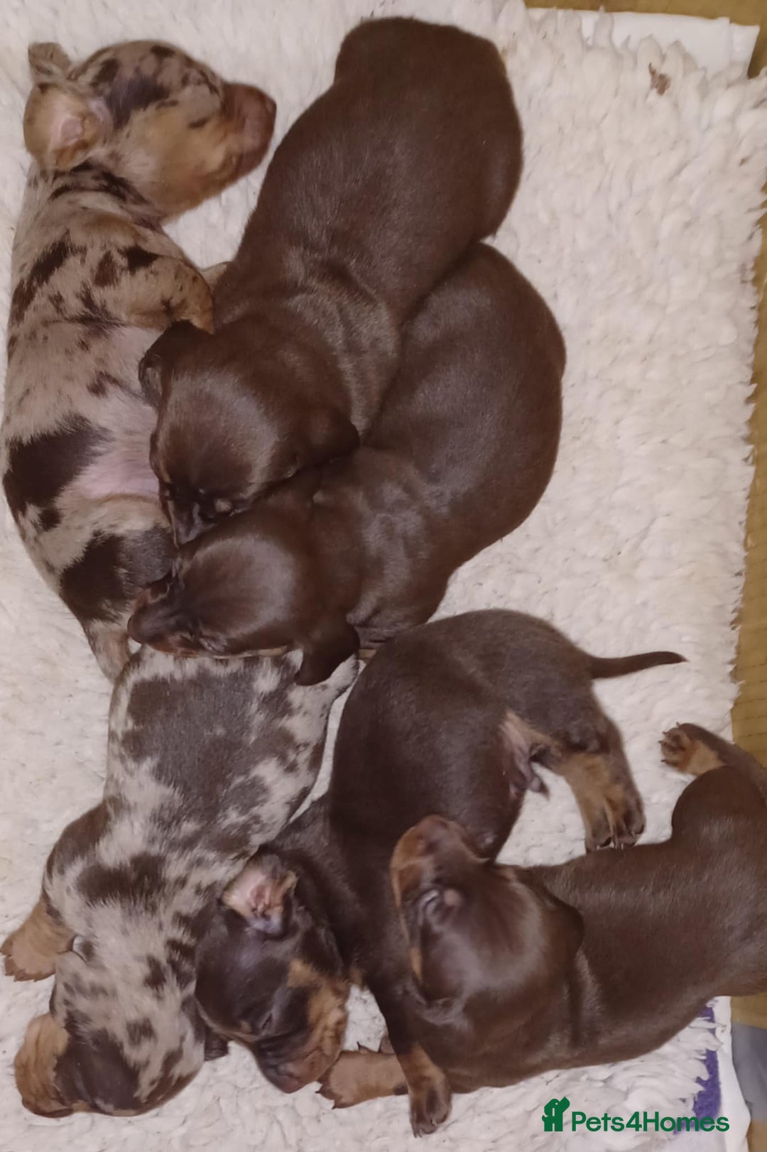 Miniature Dachshund dogs for sale: Miniature dachounds - Image 6