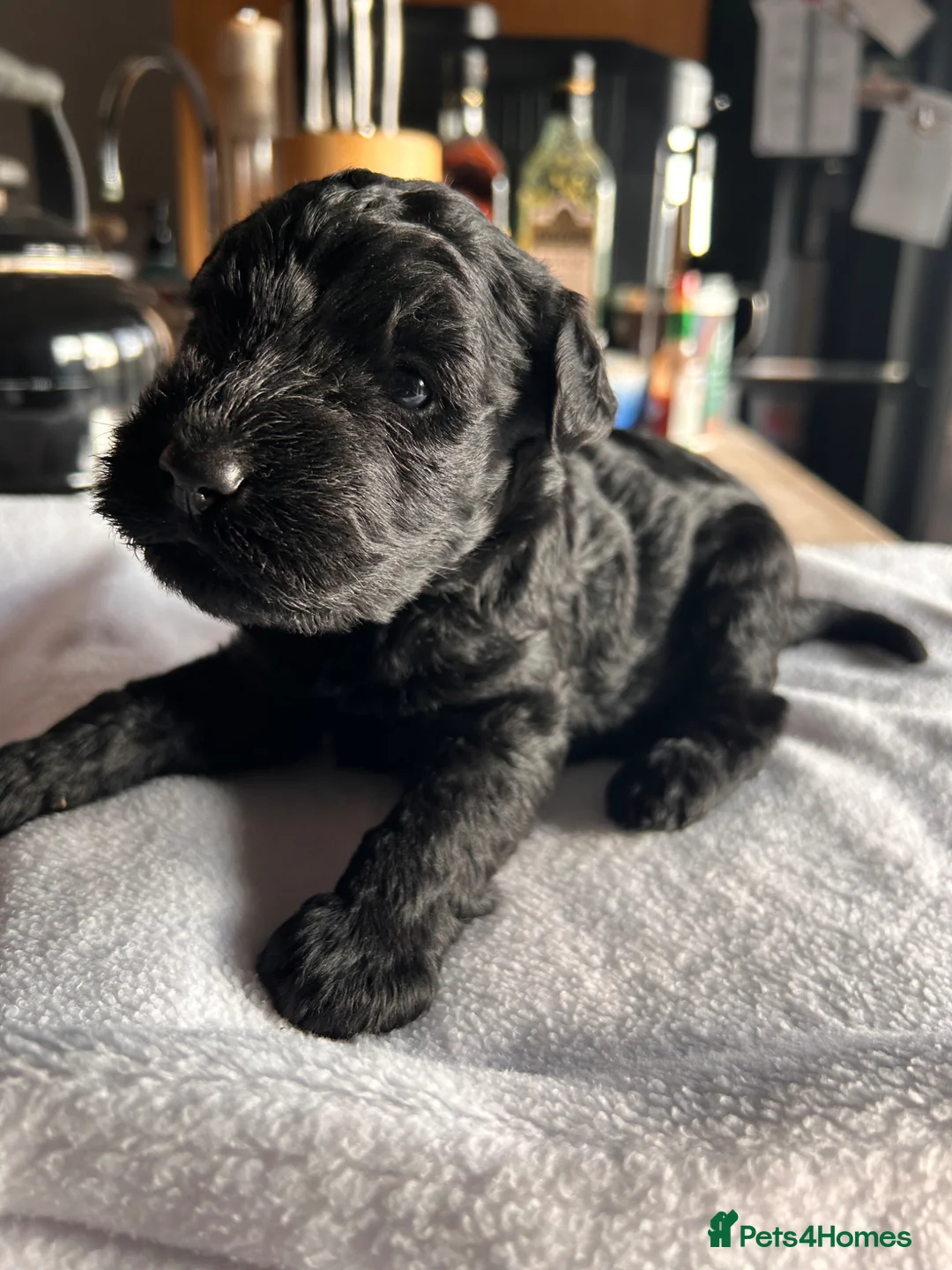Kerry Blue Terrier dogs for sale: KC REGISTERED KERRY BLUE PUPS  in Whitchurch - Advert 2