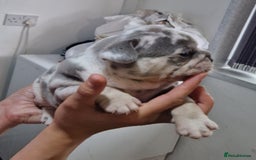 French Bulldog dogs for sale: 3 French bulldog puppies left - Image 9