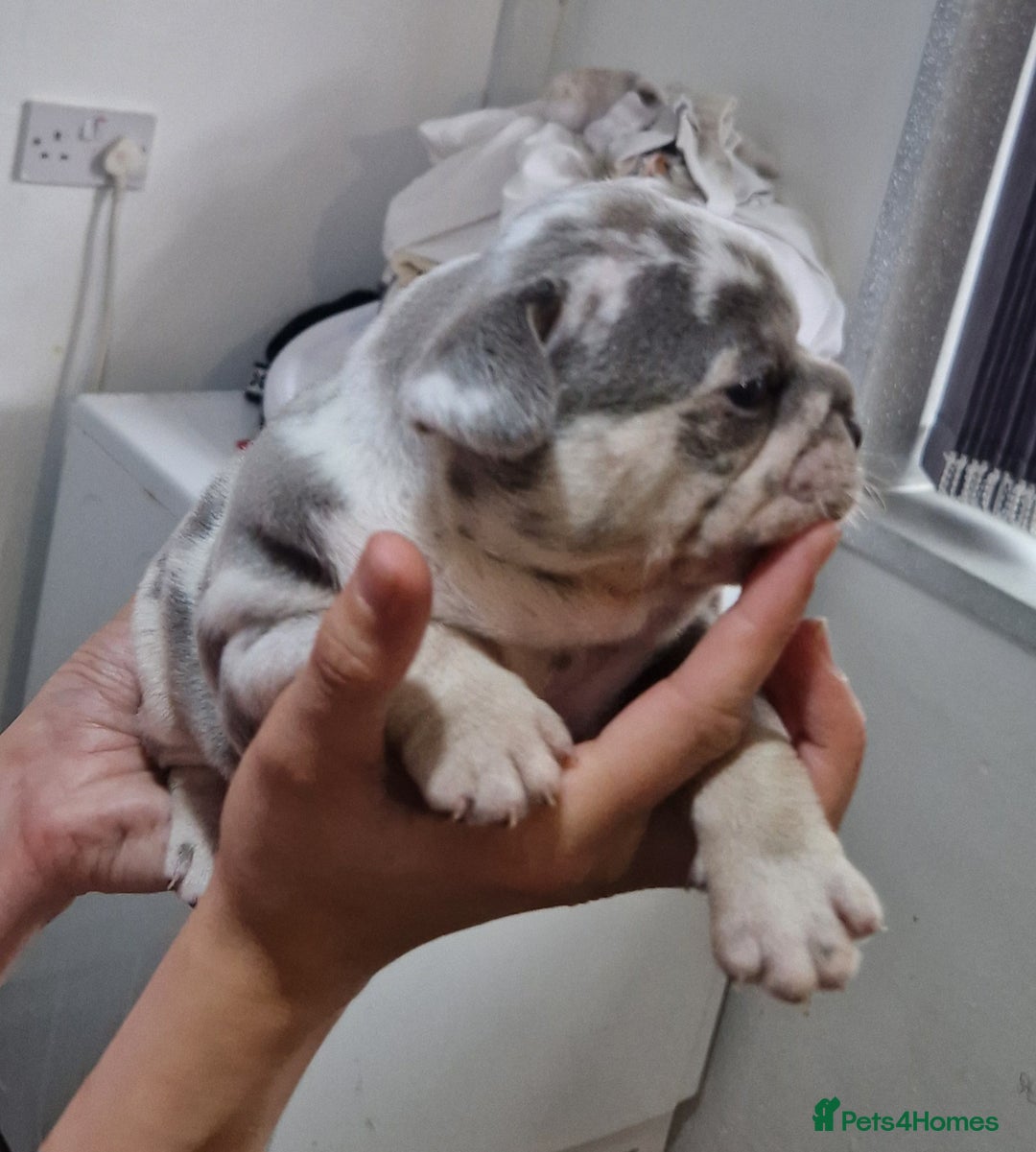 French Bulldog dogs for sale: 3 French bulldog puppies left - Image 9