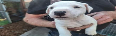 Jack Russell 1