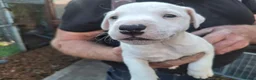 Jack Russell dogs for sale: Traditional Jack Russell Terrier pups - Advert 4