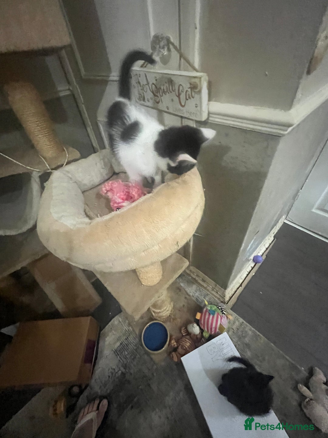 Scottish Fold cats for sale: Scottish fold X kittens for sale  - Image 13