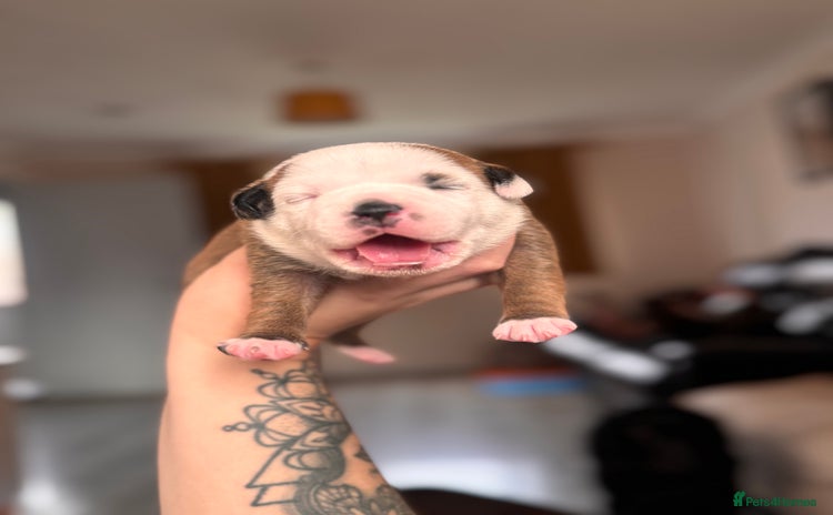 Staffordshire Bull Terrier dogs - Advert 1