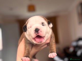 Staffordshire Bull Terrier dogs - Advert 2