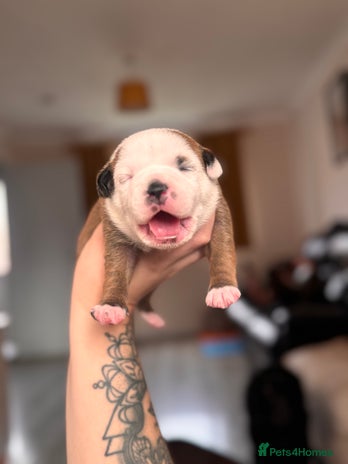 Staffordshire Bull Terrier dogs - Advert 4