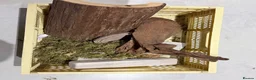 Leopard Gecko reptiles for sale: Friendly and very easy Gecko  in Polegate - Advert 6