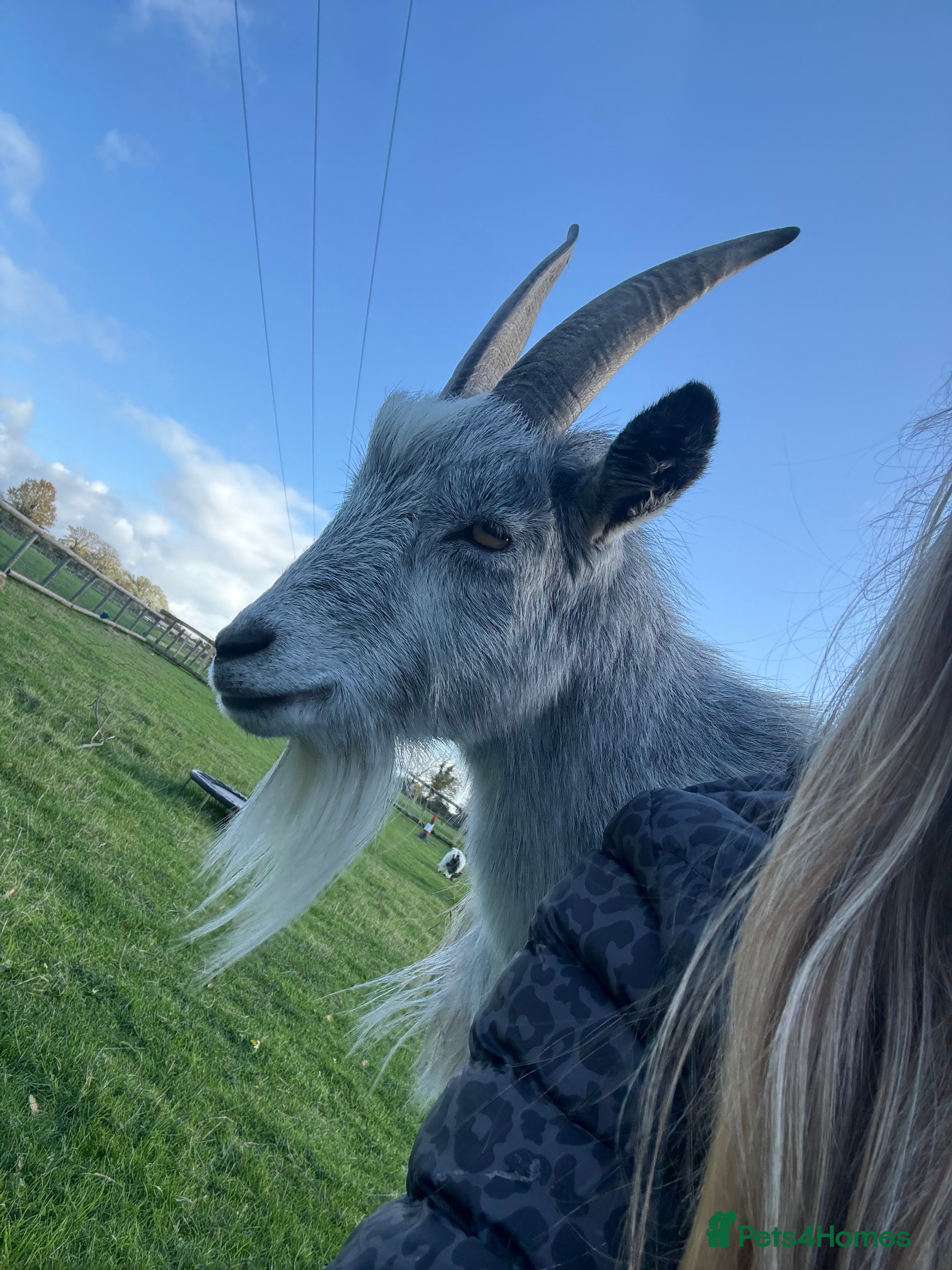 Goats livestock 4yo wether - Advert 1