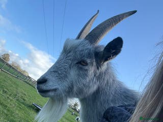 Goats livestock 4yo wether - Advert 3