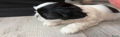 Shih Tzu 4
