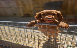 Cocker Spaniel dogs for sale: Health tested working cocker spaniels  - Image 3