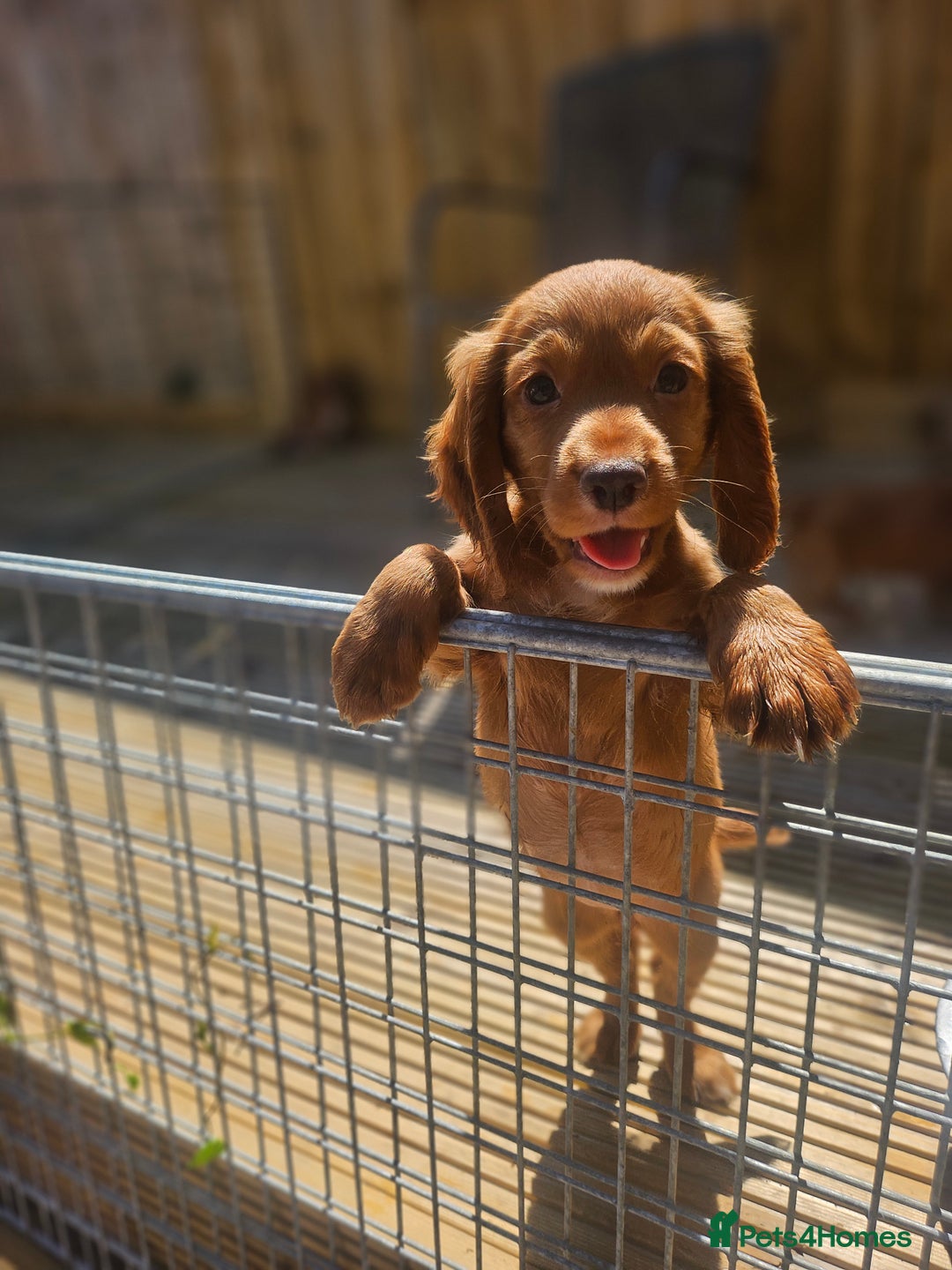 Cocker Spaniel dogs for sale: Health tested working cocker spaniels  - Image 3