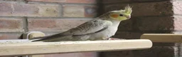 Cockatiels birds for sale: Young Cockatiels  - Advert 5