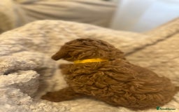 Toy Poodle dogs for sale: 🤎Toy poodles🤎 - Image 27