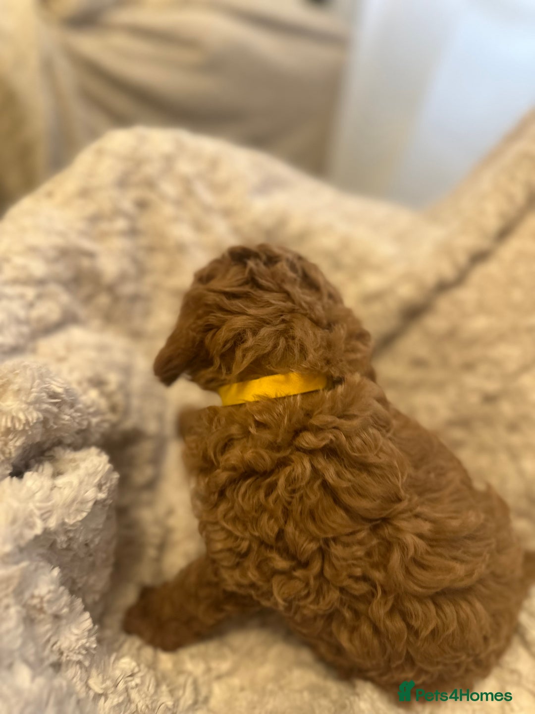 Toy Poodle dogs for sale: 🤎Toy poodles🤎 - Image 27