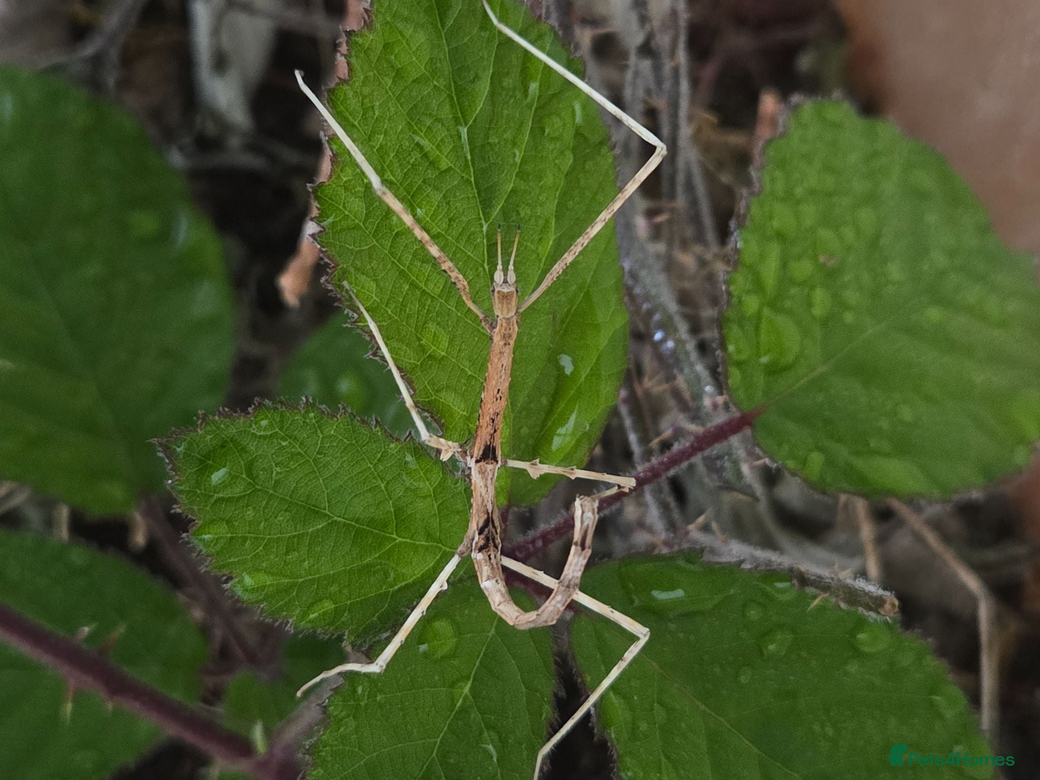 Stick Insects invertebrates Healthy Thai Stick Insects – Free to a Good Home - Advert 1