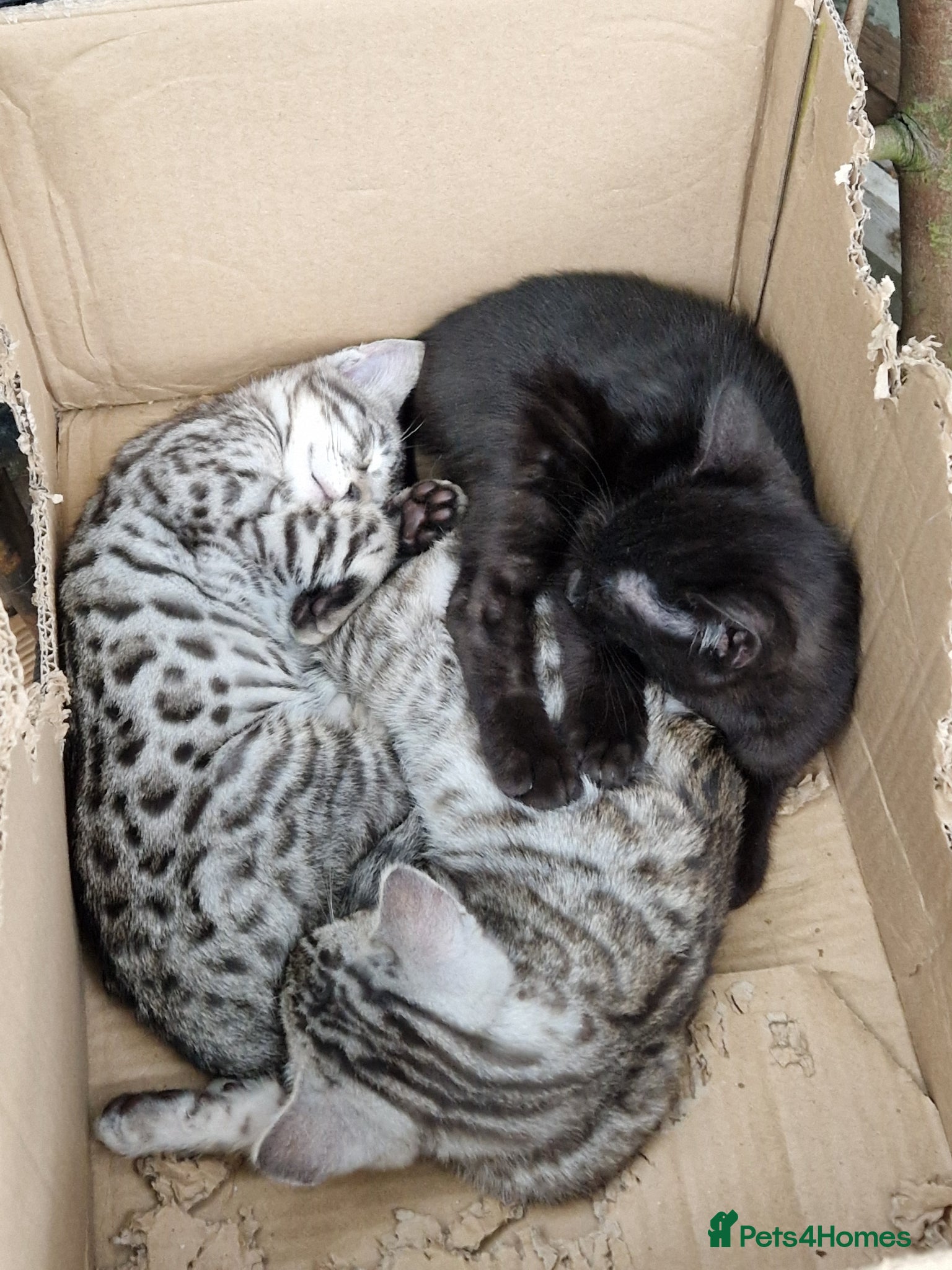 Mixed Breed cats for sale: 7/8ths Bengal, 1/8th Siamese kittens  - Advert 5