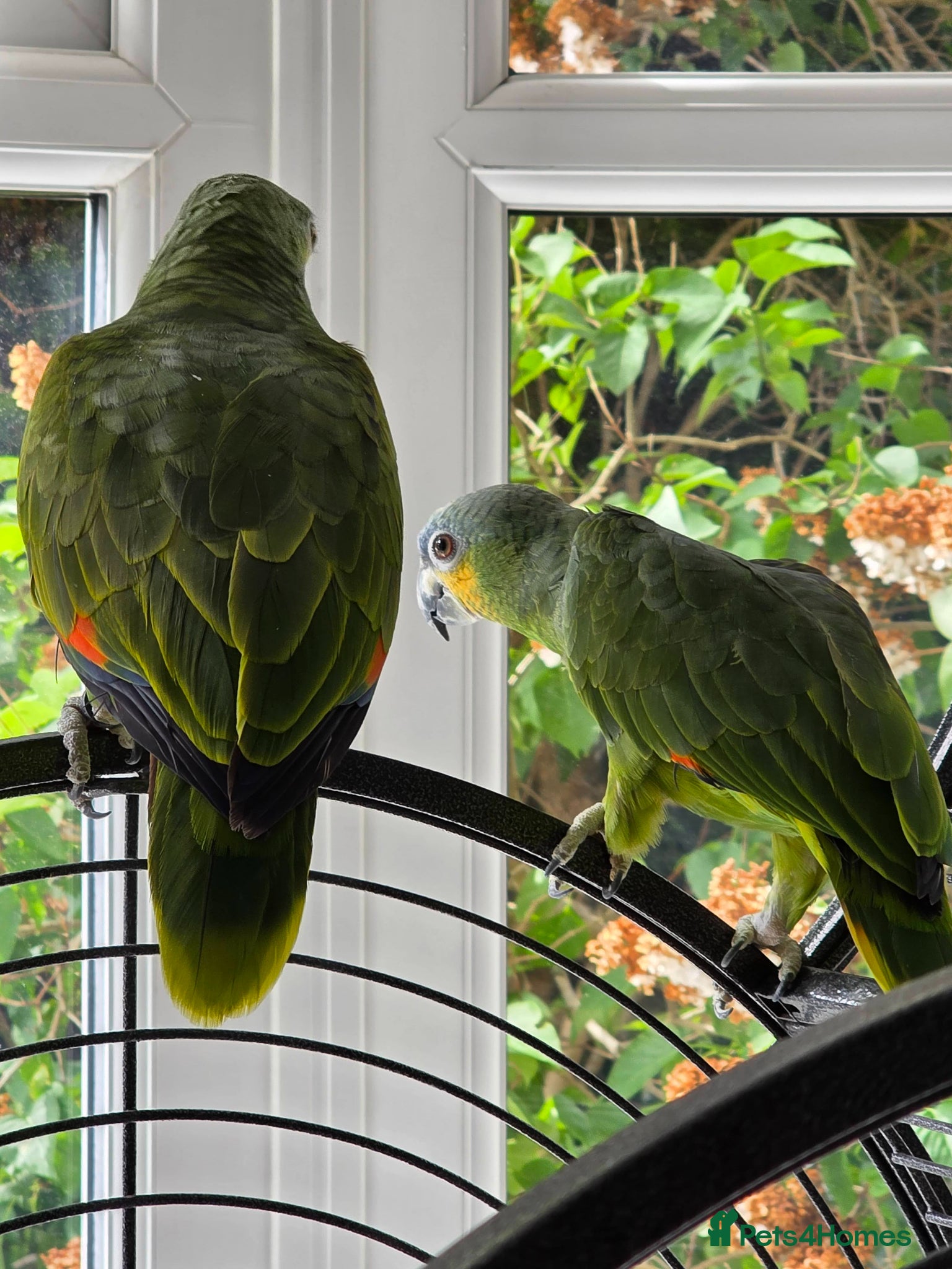Parrots birds for sale: Amazon Parrots (Blue Fronted Male / Orange Wing) in Altrincham - Advert 3