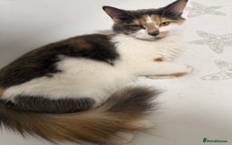 British Shorthair cats for sale: One boy and one girl ready - Image 9