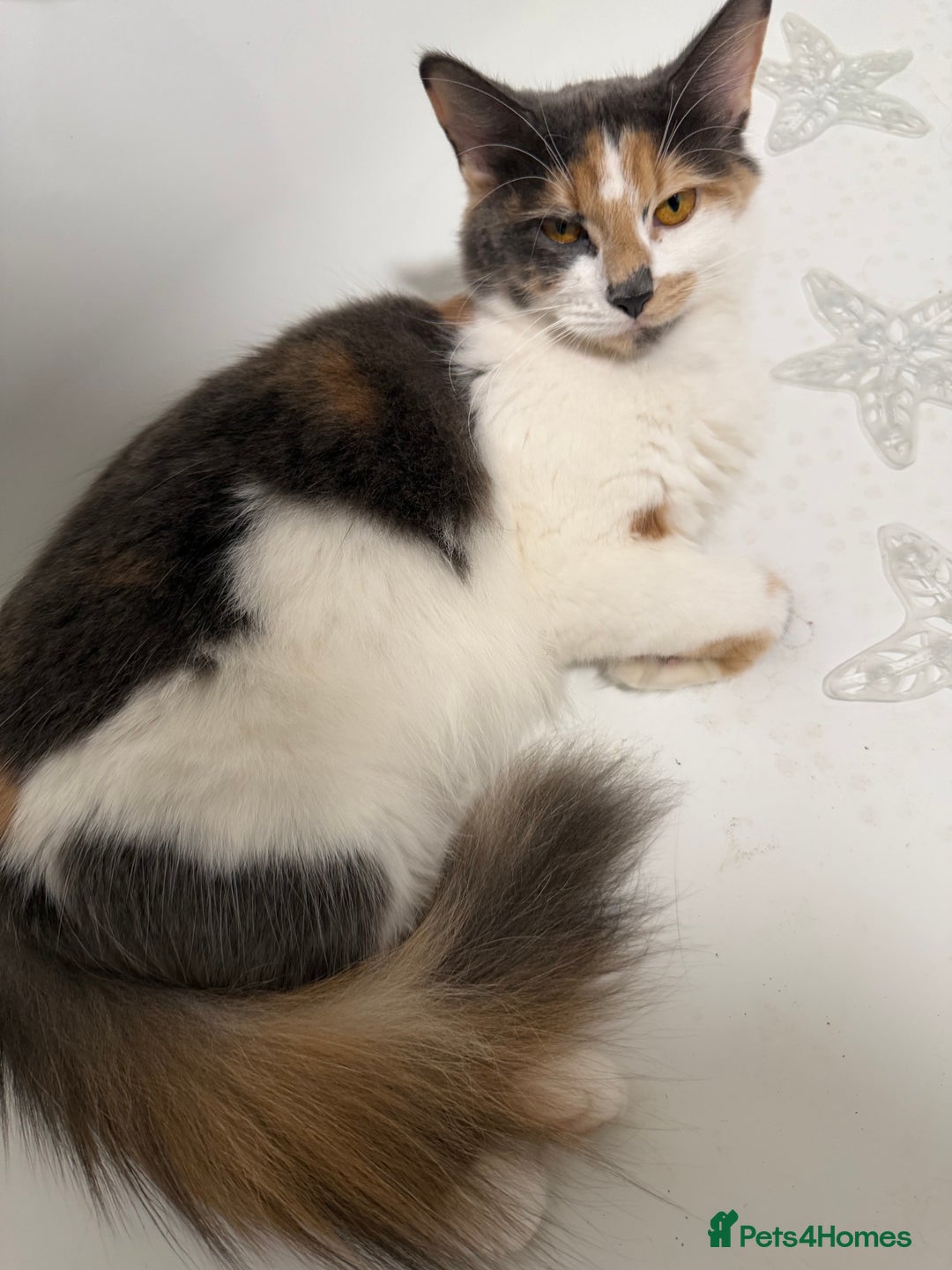 British Shorthair cats for sale: One boy and one girl ready - Image 9