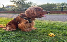 Cocker Spaniel dogs for sale: Cocker Spaniel  - Image 2