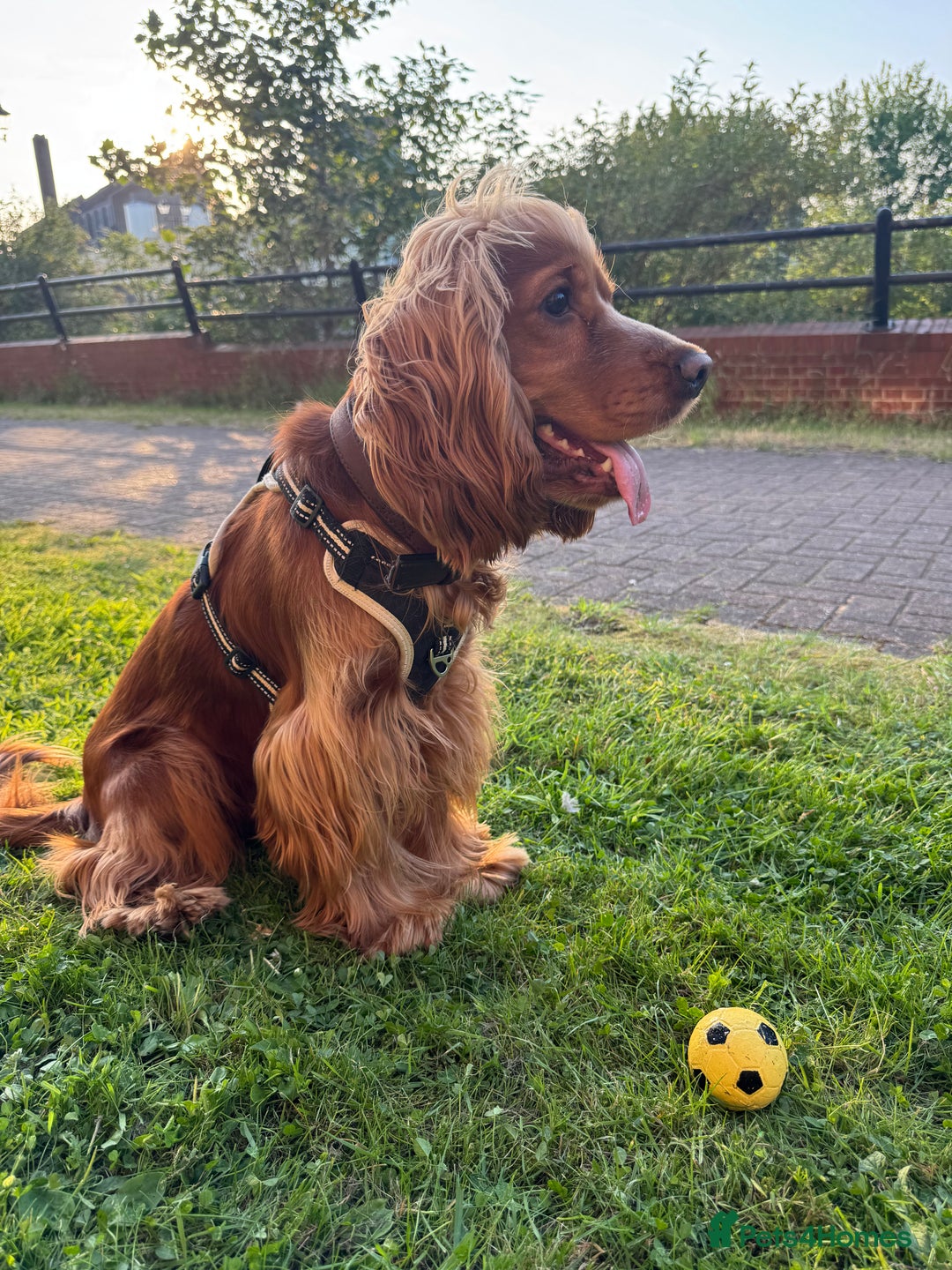 Cocker Spaniel dogs for sale: Cocker Spaniel  - Image 2