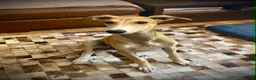 Mixed Breed dogs for adoption: Sweet Aurora 5 months old in Usk - Advert 13