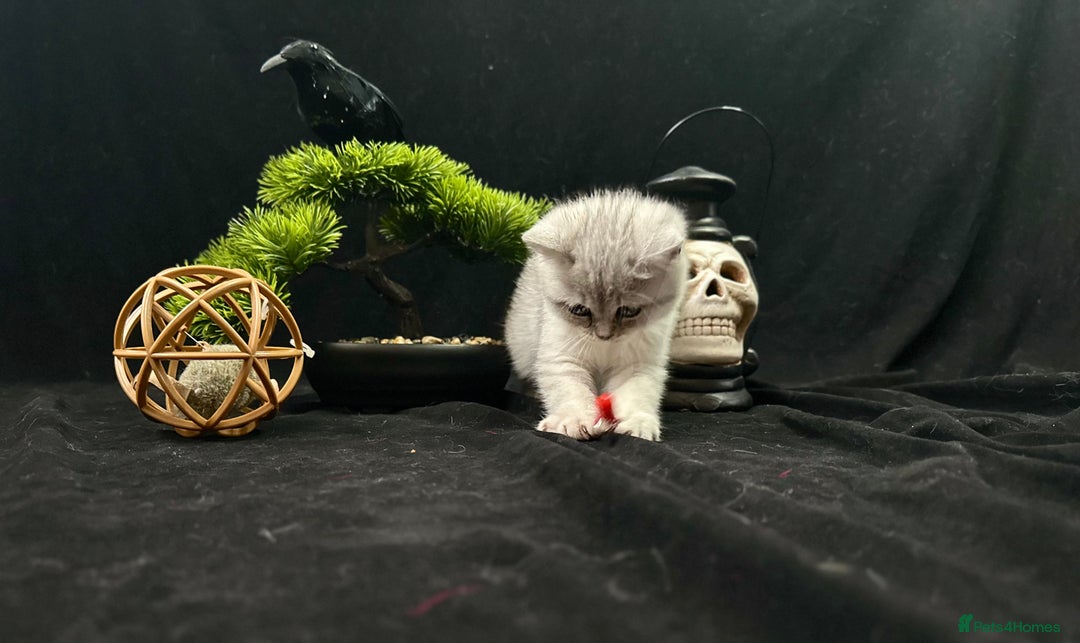 British Shorthair cats for sale: GCCF British short hair kittens for loving homes  - Image 13