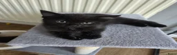Mixed Breed cats for sale: 5 Kittens looking for new home  - Advert 6