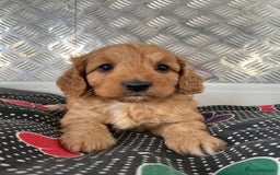 Cavapoo dogs for sale: F1 CAVAPOO puppies for sale  - Image 5