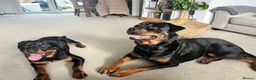 Rottweiler dogs for sale: Beautiful Family Raised Rottweiler Puppies in Hailsham - Advert 5