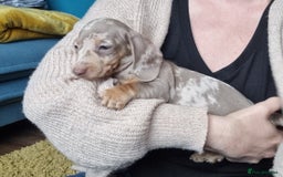 Miniature Dachshund dogs for sale: Last Girl left Stunning Miniature Dachshund Puppy - Image 23