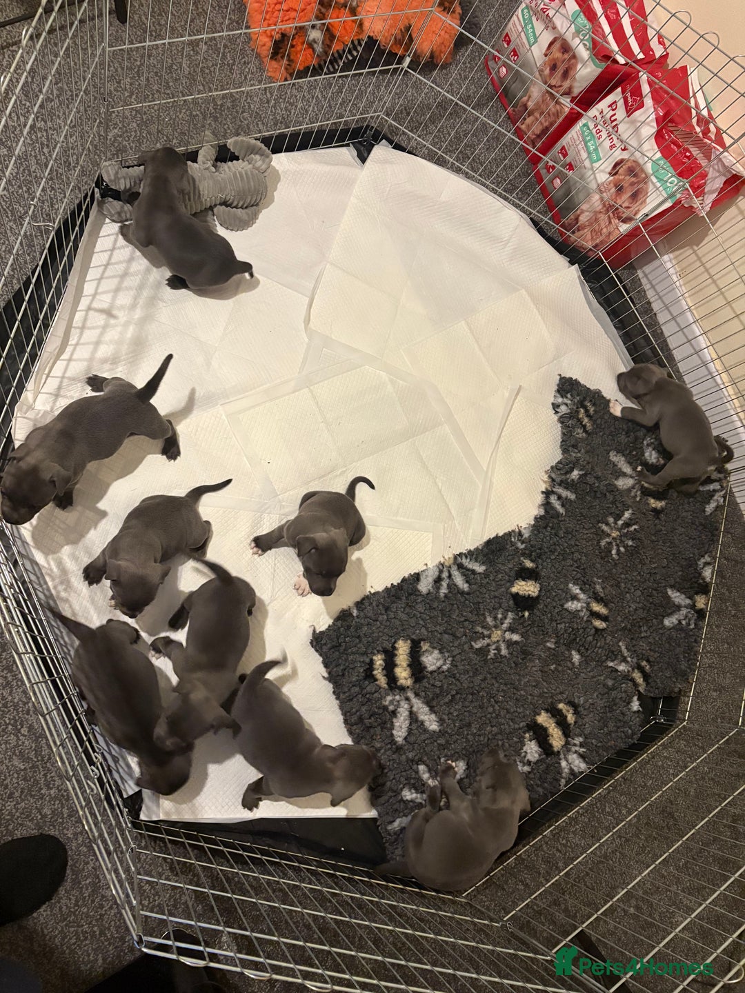 Staffordshire Bull Terrier dogs for sale: KC Registered Blue Staffordshire Bull Terrier  - Image 2