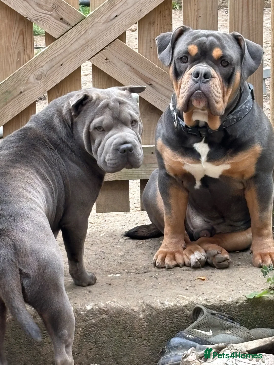 Mixed Breed dogs for sale: Olde English bulldog cross puppies due!  - Advert 8