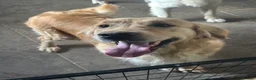 Golden Retriever dogs for sale: KC golden retriever pups health tested parents  - Advert 7