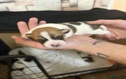 Jack Russell dogs for sale: Beautiful jack Russell terrier puppies  - Image 8