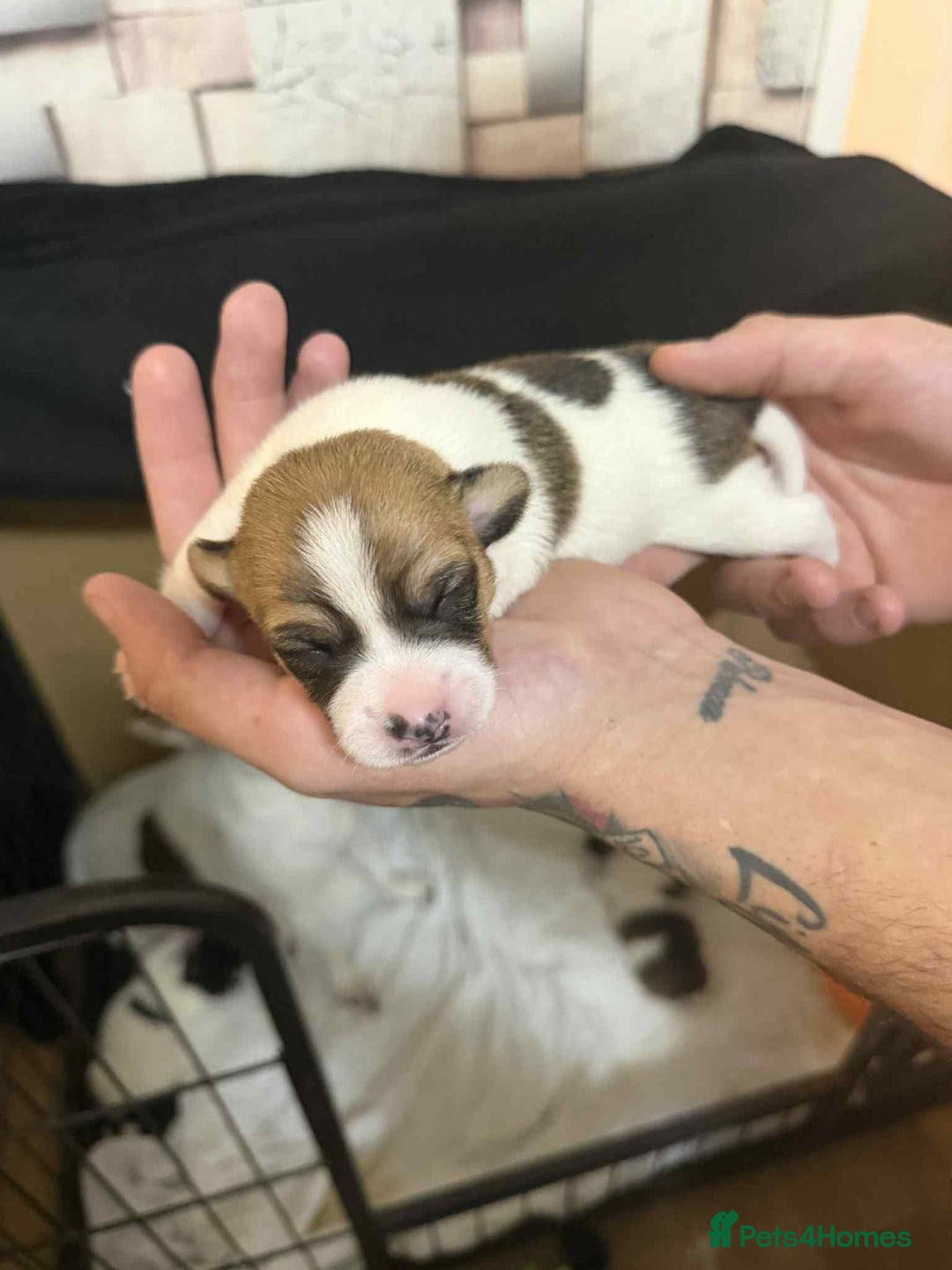 Jack Russell dogs for sale: Beautiful jack Russell terrier puppies  - Image 8