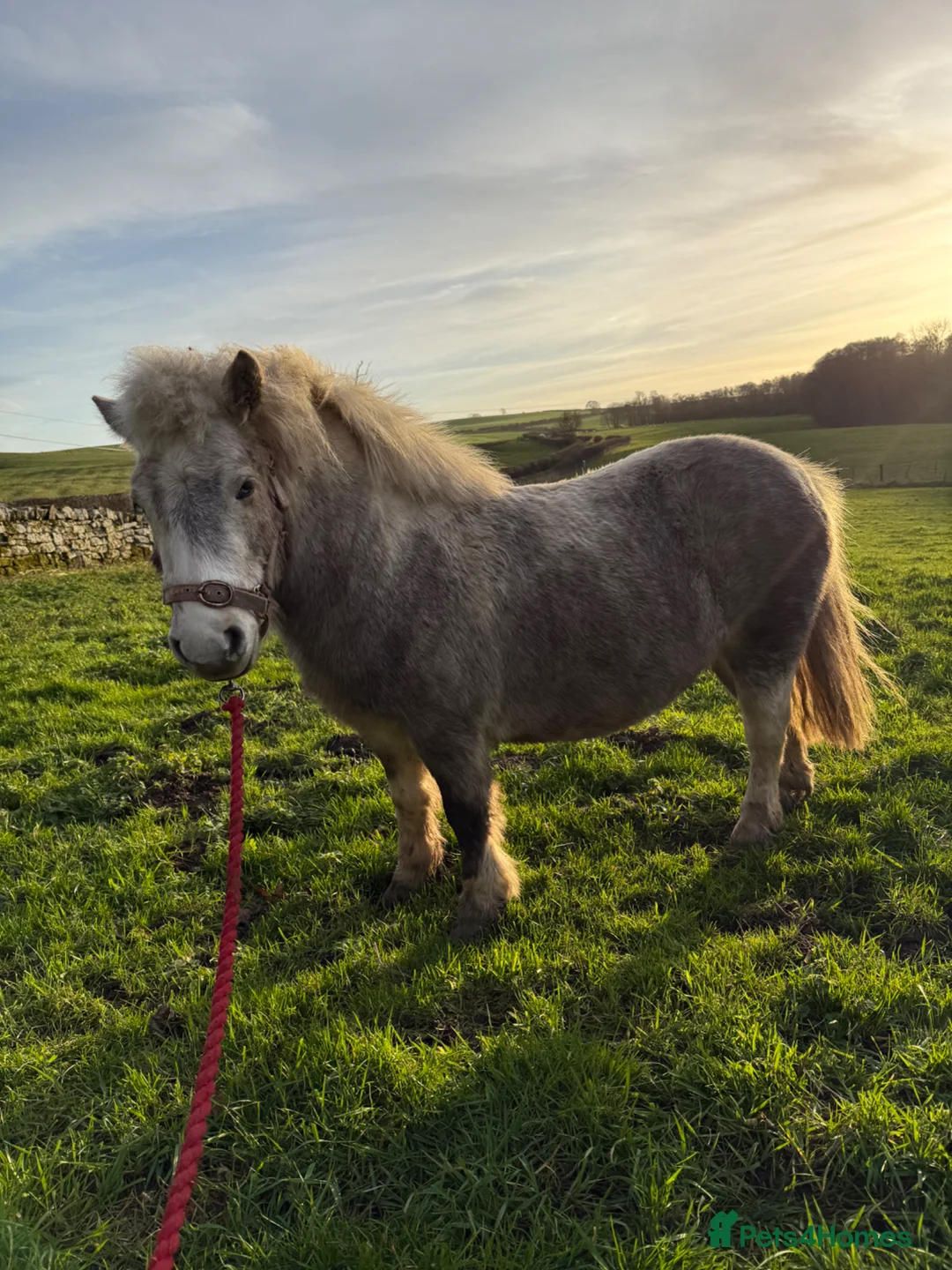Dartmoor horses for sale: Nutmeg 10.1hh unbroken Dartmoor pony mare- 4yrs - Advert 1