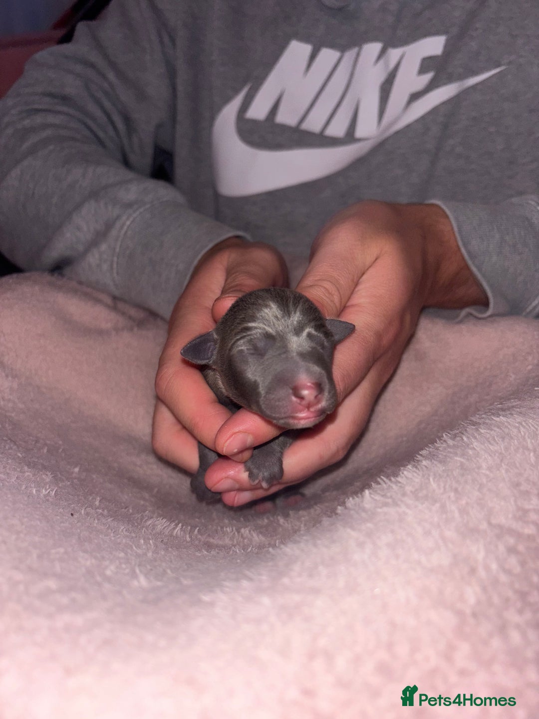 Mixed Breed dogs for sale: Whippet x Italian Greyhound Puppies  - Advert 14