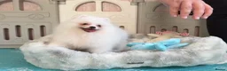 Pomeranian dogs for sale: Tiny White snow Pomeranian Puppies  - Advert 11