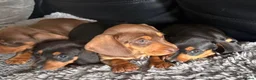 Dachshund dogs for sale: 9 Beautiful Dachshund Puppies for Sale in Pontypool - Advert 2