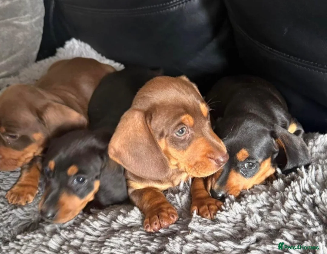 Dachshund dogs for sale: 9 Beautiful Dachshund Puppies for Sale in Pontypool - Advert 2