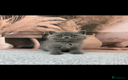 Exotic cats for sale: exotic  - Image 9
