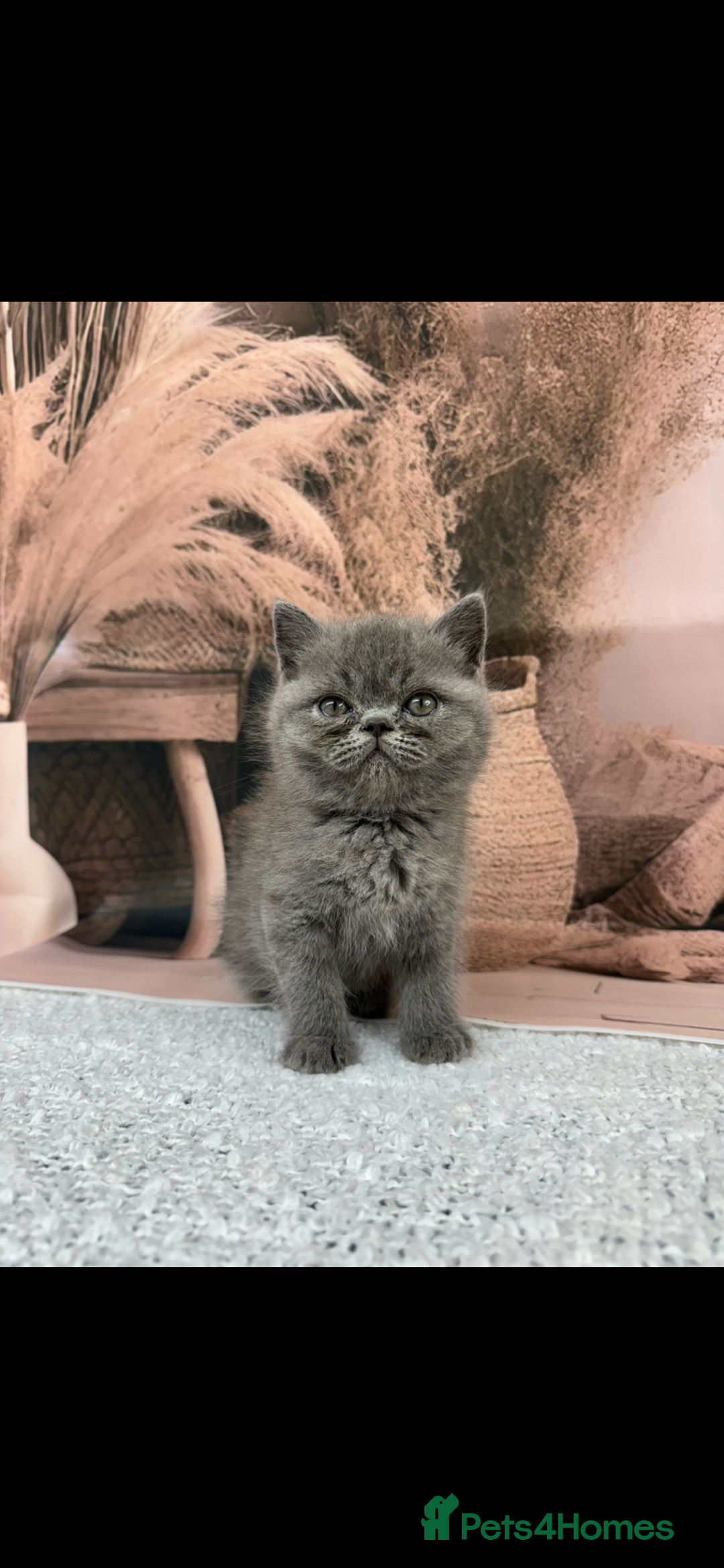 Exotic cats for sale: exotic  - Image 9