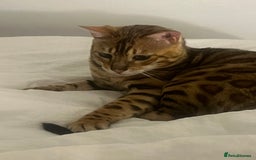 Bengal cats for sale: Friendliest bengal you will ever meet - Image 7