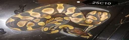 Python Snake reptiles for sale: Royal Python babies in Sheffield - Advert 2