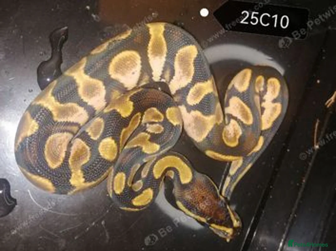 Python Snake reptiles for sale: Royal Python babies in Sheffield - Advert 2