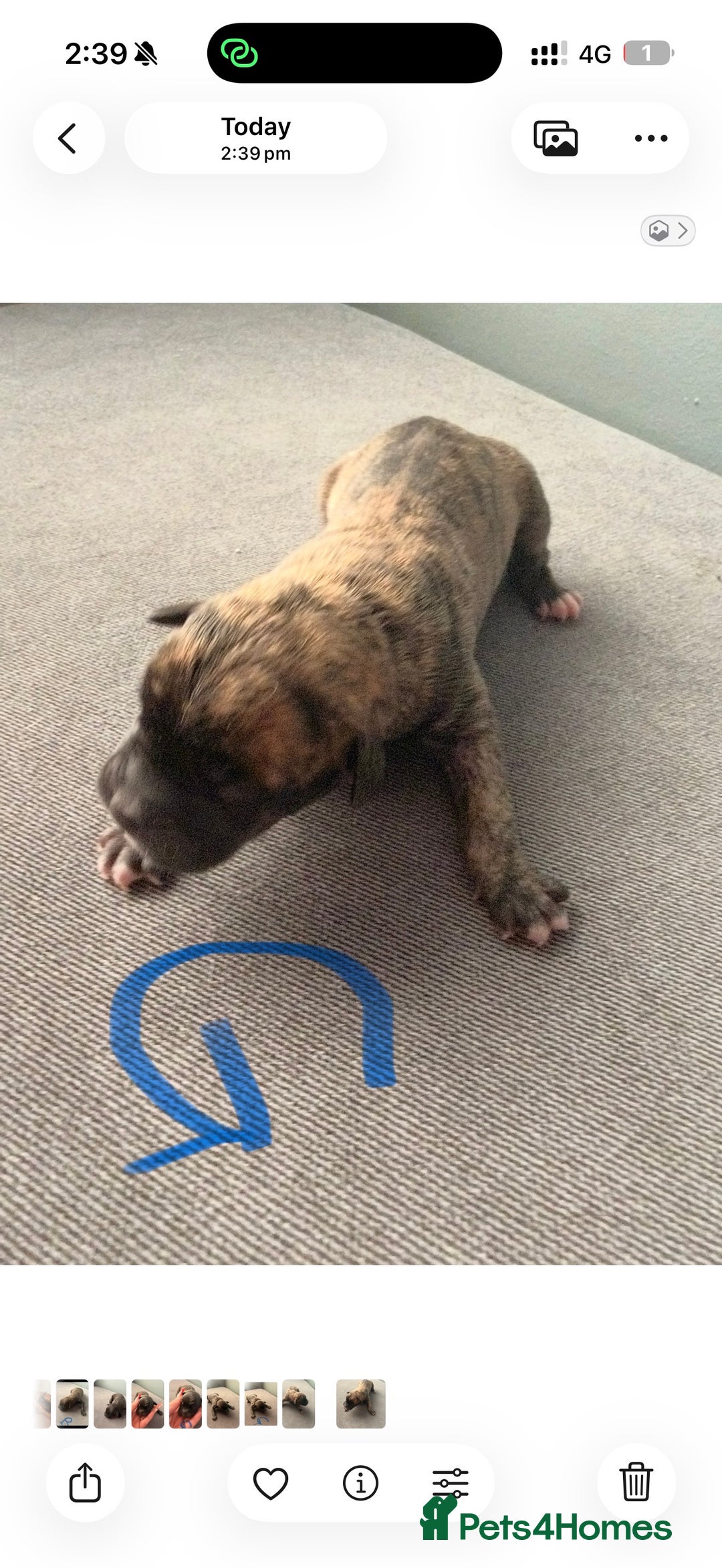 Presa Canario dogs for sale: Press canario pups  - Advert 8