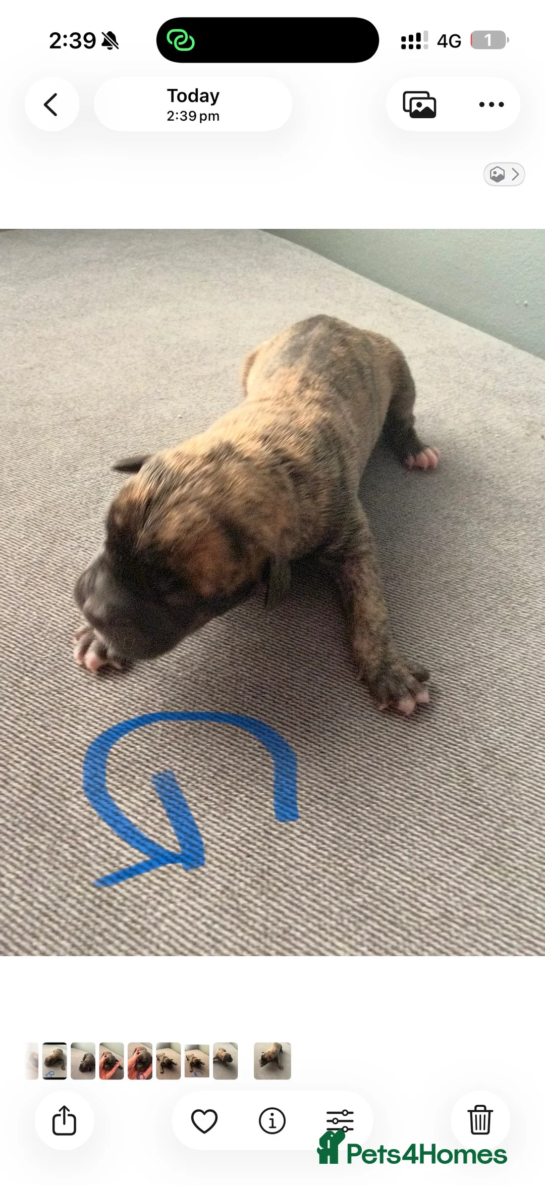 Presa Canario dogs for sale: Press canario pups  - Advert 8