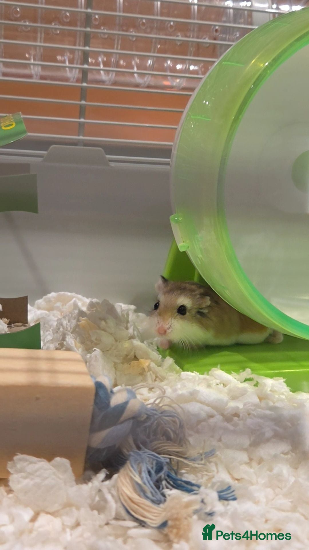 Hamster rodents Hamster & Full Setup for Sale - Advert 2